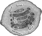 "Pteris aquilina: transverse section of stem, showing the polystele." -Stevens, 1916