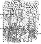 "Portion of a cross section throughout the stem of Dracaena marginata. P, parenchyma of cortex. V, meristematic zone of the pericycle by the activity of which the stem increases in diameter, with the addition of new vascular bundles. M, mature vascular bundle. N, nearly mature vascular bundle. O, newly formed procambium strand from which a vascular bundle is to arise. B, beginning of a procambium strand by the division of cells in the meristematic zone. F, parenchyma of the fundamental tissue." -Stevens, 1916