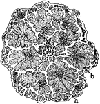 "Diagram showing some types of unusual growth in thickness...B, cross section of stem of species of Bauhinia; the xylem strands, b, are stippled while the surrounding parenchyma and bark tissues are left white." -Stevens, 1916