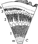 "Diagram showing some types of unusual growth in thickness...C, portion of a cross section of stem of Gnetum scandens; 1, 2, and 3 are successive rings of growth; m, is the pith; b, is a sclerenchyma ring. The xylem portions with the exception of the larger tracheal tubes are shaded, while the medullary rays, phloem and tissues intervening between the rings of growth and the outer cortes tissues are left white." -Stevens, 1916