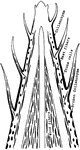 "Diagram showing the progressive development of the skeletal tissues from the apex toward the base of the stem." -Stevens, 1916