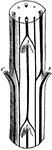 "B, diagram of vascular bundles in external view and in cross section of the stem of Cerastium. The leaves are shown cut off at 1, 2, 2' and 3." -Stevens, 1916