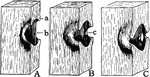 "Different stages in the development of a bordered pit. b, The original, thin, primary wall; a, the overhanging border formed as the wall thickened. B, Thickening of the wall has continued and extended the border; the primary wall has thickened at c, forming the torus. C, the border and the torus are finished." -Stevens, 1916
