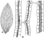 B: "Camera-lucida drawing of a bleached leaf of... a Monocotyledon, showing the anastomosis of the parallel veins by means of slender lateral branches." D: magnified detail. -Stevens, 1916