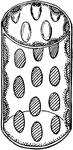 "Diagrammatic representation of a single palisade cell, with chloroplasts lining the walls." -Stevens, 1916