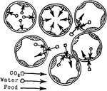 "Diagram to show the intake of carbon dioxide by the palisade cells from the intercellular spaces, the absorption by the chloroplasts of water from the cell-sap, and the passage of food from the chloroplasts into the cell-sap." -Stevens, 1916