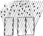 "Diagram showing how the position of the chlorplasts against the vertical walls of the palisade cells exposes them to good advantage to light from all quarters of the sky." -Stevens, 1916