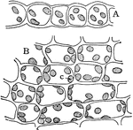 "Cross section, A, and surface view, B, of a leaf of common moss, showing chloroplasts, c." -Stevens, 1916