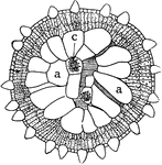 "Cross section of leaf of Mesembryanthemum Forskalii showing a large part of the leaf devoted to the storage of water. a, water-storage cells; b, chlorophyll-bearing cells; c, crystal of calcium oxalate." -Stevens, 1916