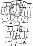 "Formation of an interior, globular, lysigenous gland of the leaf of Dictamnus fraxinella. A, g, g and c, mother cells of the gland; c, from the protoderm, and g, g, from the fundamental tissue. B, older stage where the cells have begun to form the secretion." -Stevens, 1916