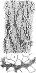 "Laticiferous vessels from the cortex of root of Scorozonora hispanica...B, smaller portion." -Stevens, 1916