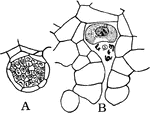 "A, Antheridium containing sperm cells; B, archegonium containing an egg cell which has been found by five sperm cells. All from Osmunda cinnamomea." -Stevens, 1916