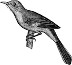A mockingbird.
