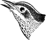 The black-and-white creeping warbler
