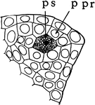 The primary sporogenous cell (ps) and the primary parietal layer (ppr) in the stages of "formation of anthers and pollen grains or microspores of Silphium." -Stevens, 1916