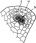 The inner layer (i), outer layer (o), sporogenous cells (s) in the stages of "formation of anthers and pollen grains or microspores of Silphium." -Stevens, 1916