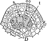 The sporogenous cells (s), tapetum (t), two parietal layers (oo) in the stages of "formation of anthers and pollen grains or microspores of Silphium." -Stevens, 1916