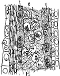 The cross section of a mature anther lobe in the stages of "formation of anthers and pollen grains or microspores of Silphium." -Stevens, 1916