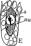 "Stages in the formation of the megaspore, its germination, fertilization of the egg and endosperm cells. E, a, archesporial cell enlarged and ready for division; nu, tissue of the nucellus." -Stevens, 1916