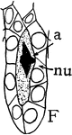 "Stages in the formation of the megaspore, its germination, fertilization of the egg and endosperm cells. F, a, archesporial cell dividing, nu, nucellus." -Stevens, 1916