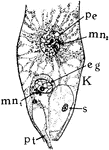"Stages in the formation of the megaspore, its germination, fertilization of the egg and endosperm cells. K, showing only the lower half of the megaspore or embryo-sac cavity, with pollen tube, pt, and male nucleus, mn, fusing with egg cell, eg, and second male nucleus, mn2, uniting with primary endosperm nucleus, pe; s, synergid." -Stevens, 1916