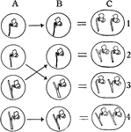 "Diagram showing possible combination of two contrasting characters during self-fertilization of a hybrid. A, row of sperm cells, B, row of egg cells, C, row of fertilized egg cells." -Stevens, 1916