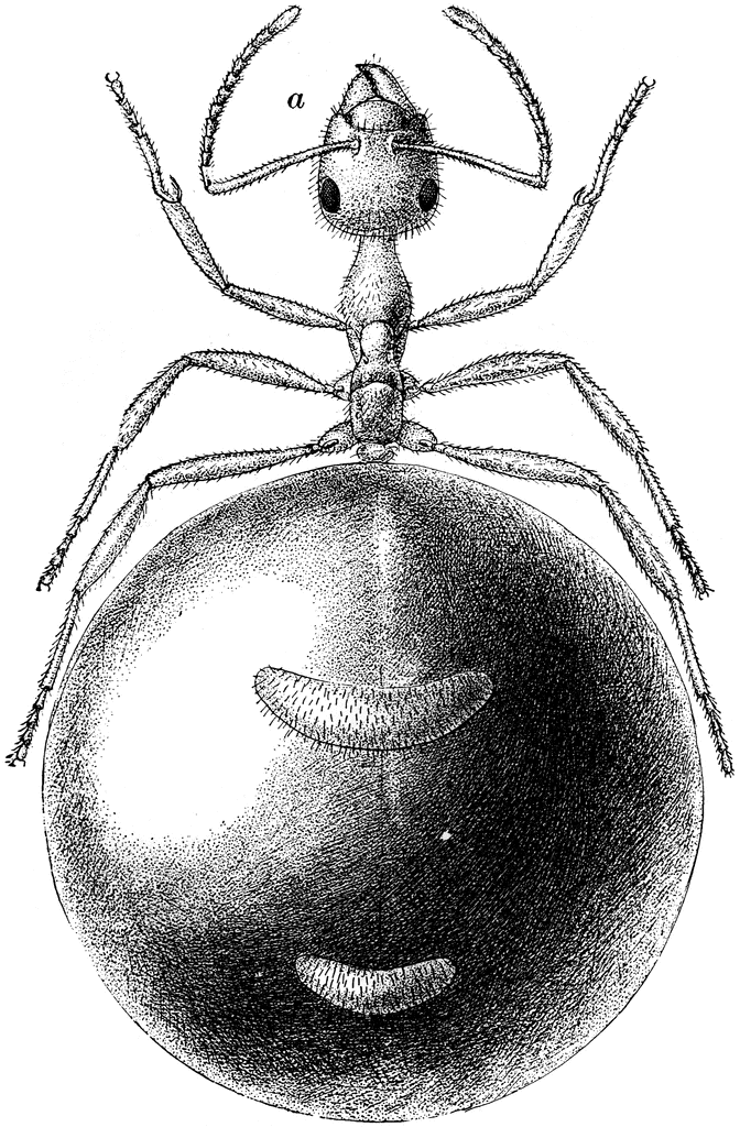 Honey Ant Replete | ClipArt ETC