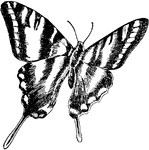 Papilio ajax.
