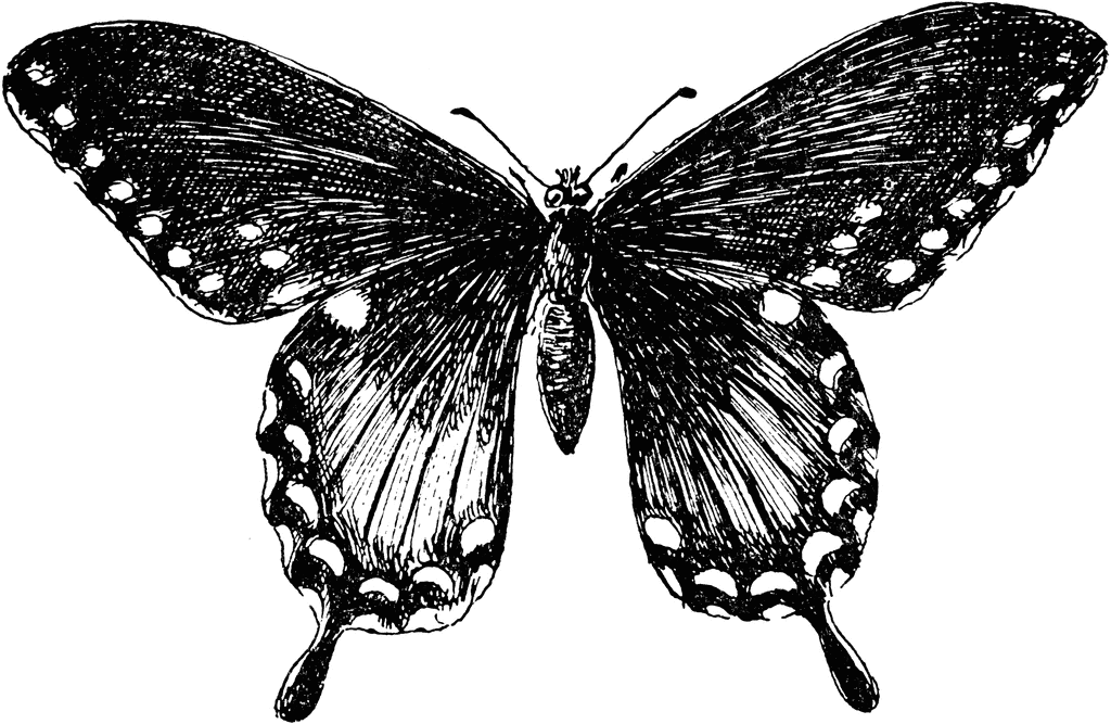 P. Troilus Butterfly | ClipArt ETC