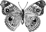 Junonia coenia or Common Buckeye butterfly.