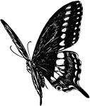 Papilio asterias.