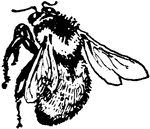 From the Bumblebees, Bombus ternarius.