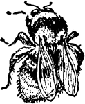 From the Bumblebees, Bombus frigidus.