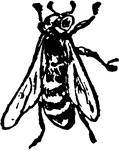 A ground bee, Halictus confusus.
