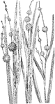 Three members of the bur-reed family: Left, great bur reed (Sparganium eurycarpum); middle, Sparganium simplex; right, Branching Bur Reed (Sparganium androcladum).