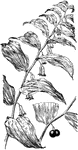 Of the lily family (Liliaceae), Solomon's seal or Polygonatum biflorum.