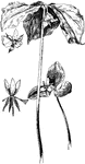 Some species of the lily family (Liliaceae): top, nodding trillium (Trillium cernuum); left, erect flower of Trillium recurvatum; right, dwarf white trillium (Trillium nivale).