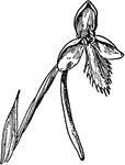 Of the orchid family (Orchidaceae), Habenaria blephariglottis.