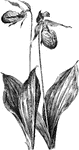 Of the orchid family (Orchidaceae), moccasin flower or Cypripedium acaule.