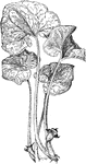 Of the birthwort family (Aristolochiaceae), the wild ginger or Asarum Canadense.