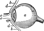 Side view of the eyeball. Labels: a, the eyeball, and b,b, are the upper and lower sides. Now in order to prevent dust and other bodies from working their way between the ball and the lid, through passages at c,c, into the socket of the eye where they would excite great inconvenience and pain, we find the common skin of the eye lids d,d, after covering their edges turn in a little way between the lid and the ball, and then turn back and are reflected over the surface of the cornea; where, to prevent the obstruction of vision, it becomes perfectly transparent.