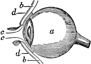 Side View of the Eyeball | ClipArt ETC