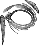 The eyelids viewed from before; a,a, the lachrymal canals; b, the lachrymal sack. The lachrymal sac is a bag of an oval shape, fixed to the end of the double canal, and lies in a depression of the nasal bones. It terminates in the tube called the duct, which passes through a hole made for it, in the bones of the nose, and opens into the nostril.
