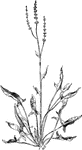 Of the buckwheat family (Polygonaceae), the sheep sorrel or Rumex Acetosella.