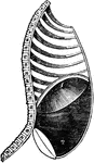 Diaphragm in its state of greatest descent in inspiration; 2, muscles of the abdomen, showing the extend of their protrusion in the action of inspiration.