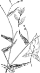 Of the buckwheat family (Polygonaceae), the Buckwheat or Fagopyrum esculentum.