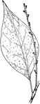 Of the buckwheat family (Polygonaceae), the jumpseed or Polygonum virginianum.