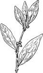 Of the buckwheat family (Polygonaceae), the erect knotweed or Polygonum erectum.