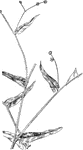 Of the buckwheat family (Polygonaceae): left, arrow-leaved tearthumb (Polygonum sagittatum); right, Halberd-leaved tearthumb (Polygonum arifolium).
