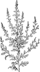 Of the goosefoot family (Chenopodiaceae), the Jerusalem Oak or Chenopodium Botrys.